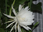 quynhhuong198