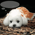 camchuongxanh.muathu