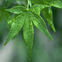 songnhi