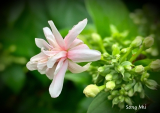Chỉ Còn Dư Vị Buồn