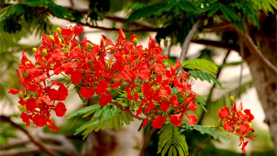 Phượng Xưa