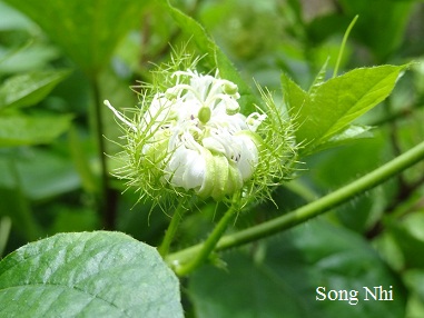 Người Dưng Xứ Lạ 