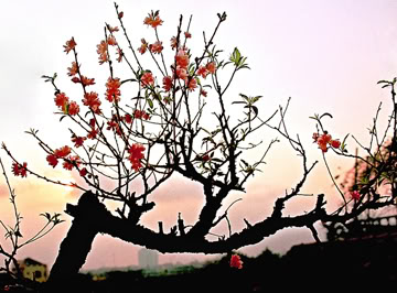 Tà Chở Hồn Xuân 