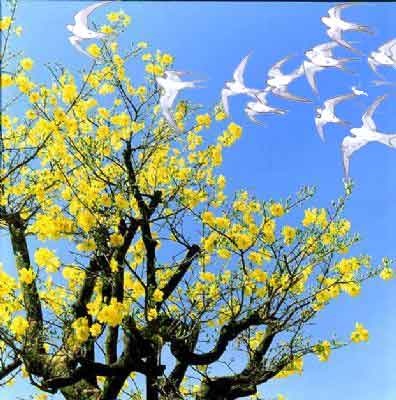 Yêu Mùa Xuân Yêu Cuộc Đời