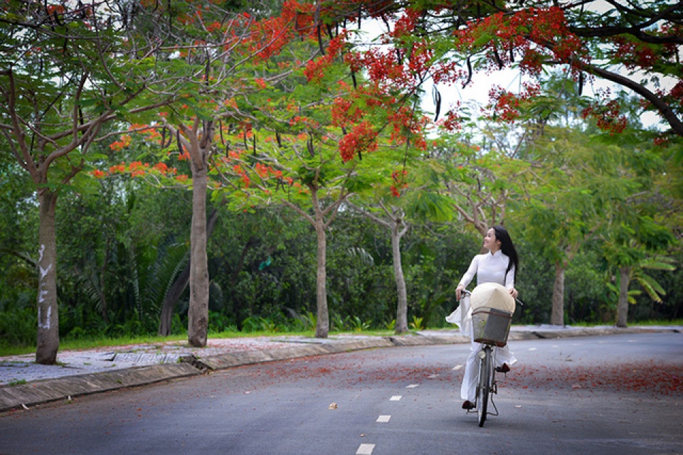 Mùa Phượng Vĩ Xưa Nhoà 