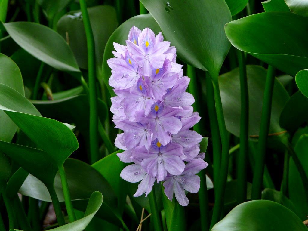 Đóa Lục Bình