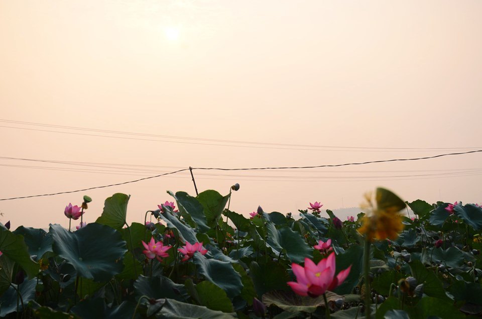 Mùa Sen La Chử…Thơm Hương Thiếu Nữ