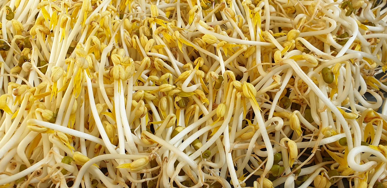 Giá Đỗ Làm Ở Nhà                                                                                                                                      