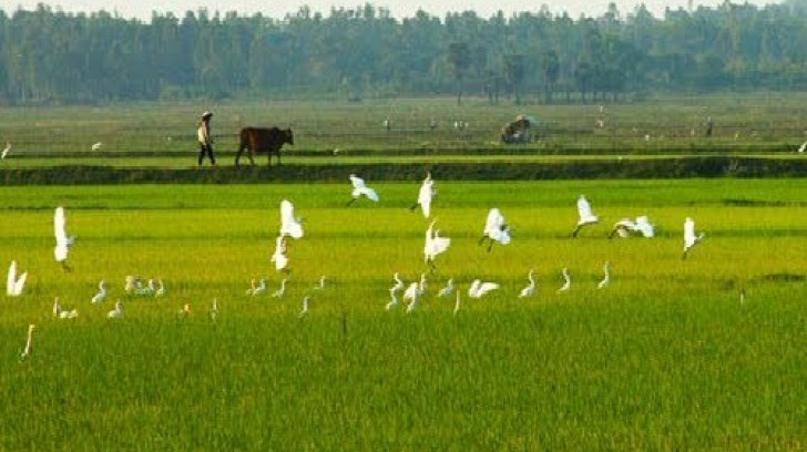 Nhớ Quê