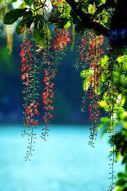 Ảnh bìa truyện