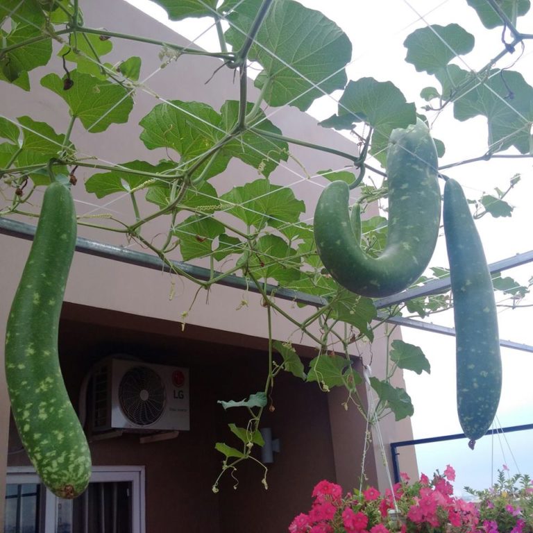 Giàn Bầu Trước Ngõ