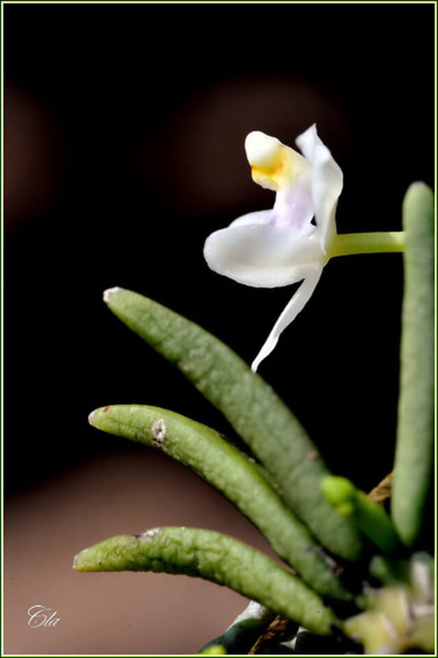 Thềm Sương