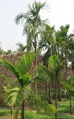 Quán Vườn Cau