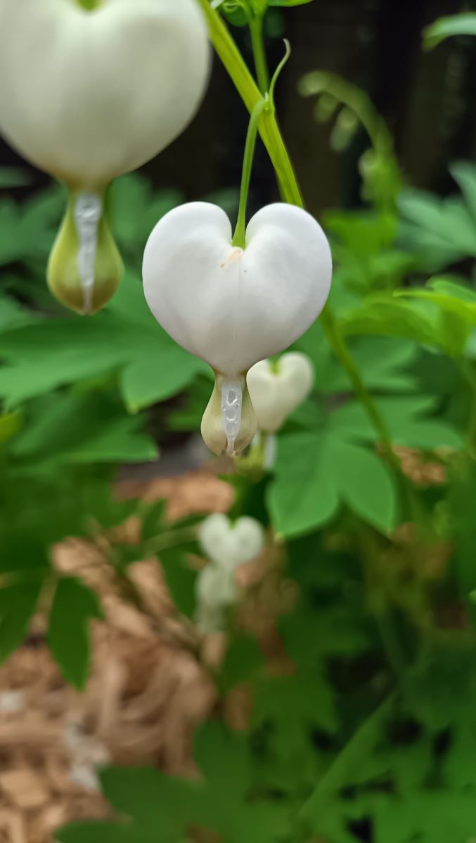 Tấm Ảnh Người Xưa