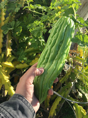Mướp đắng trong trắng ngoài xanh…