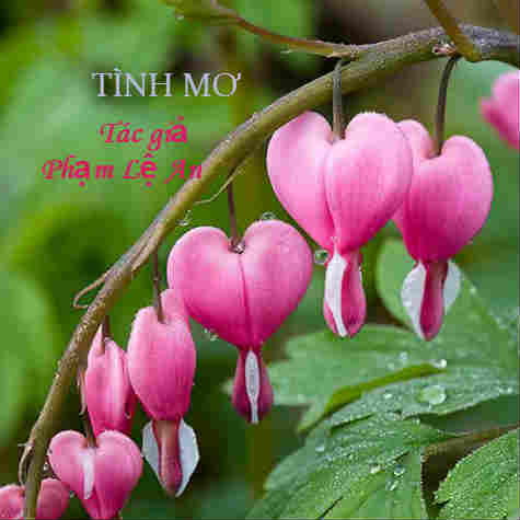Tình Mơ