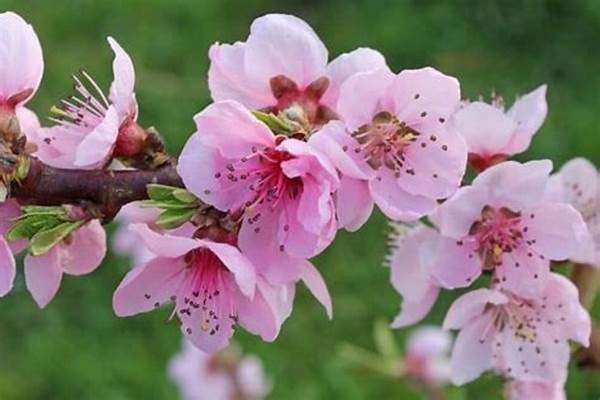 Ảnh bìa truyện