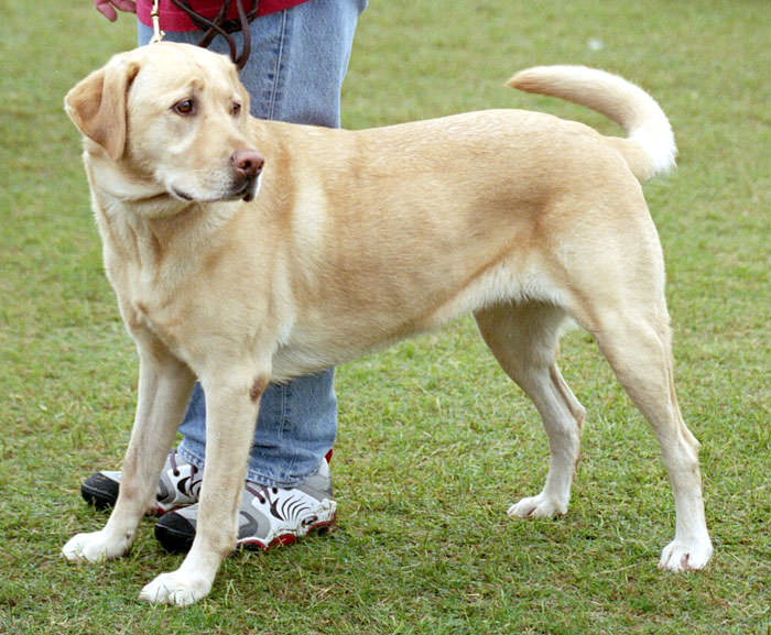 labrador retriever