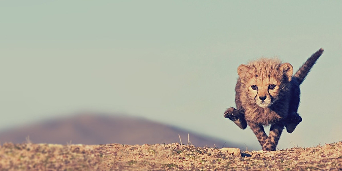 Little-Cheetahs-l