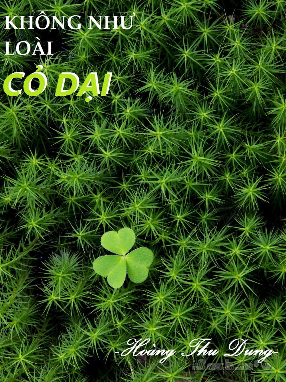 Không Như Loài Cỏ Dại