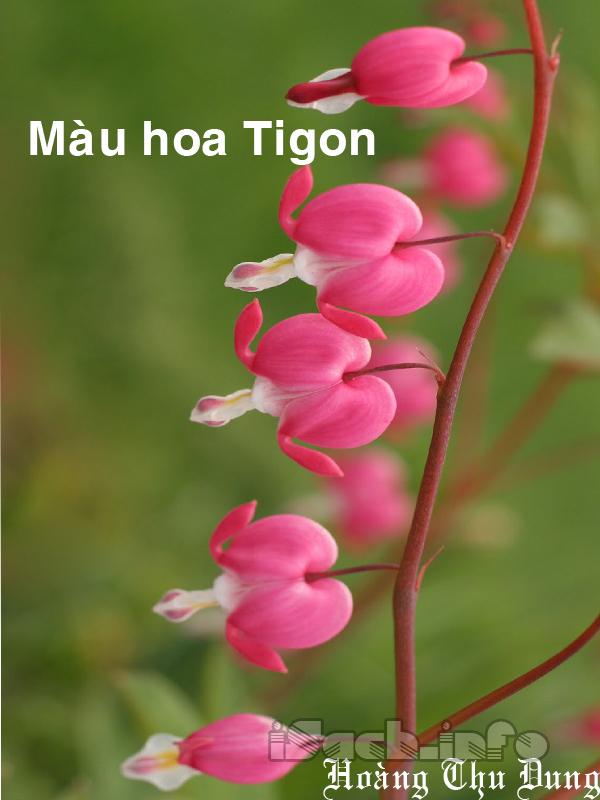 Màu Hoa Tigôn