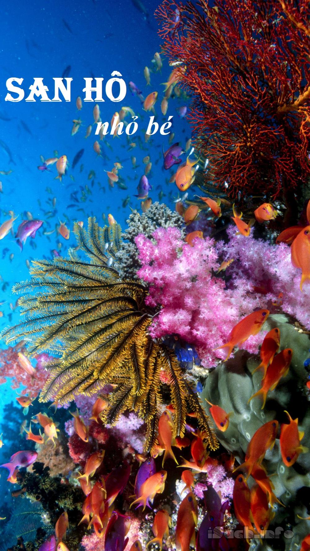 San Hô Nhỏ Bé