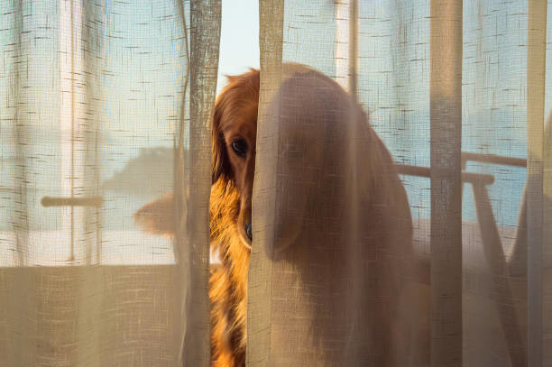 chapter content