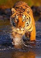 Tu Chân Thế Giới Lão Hổ