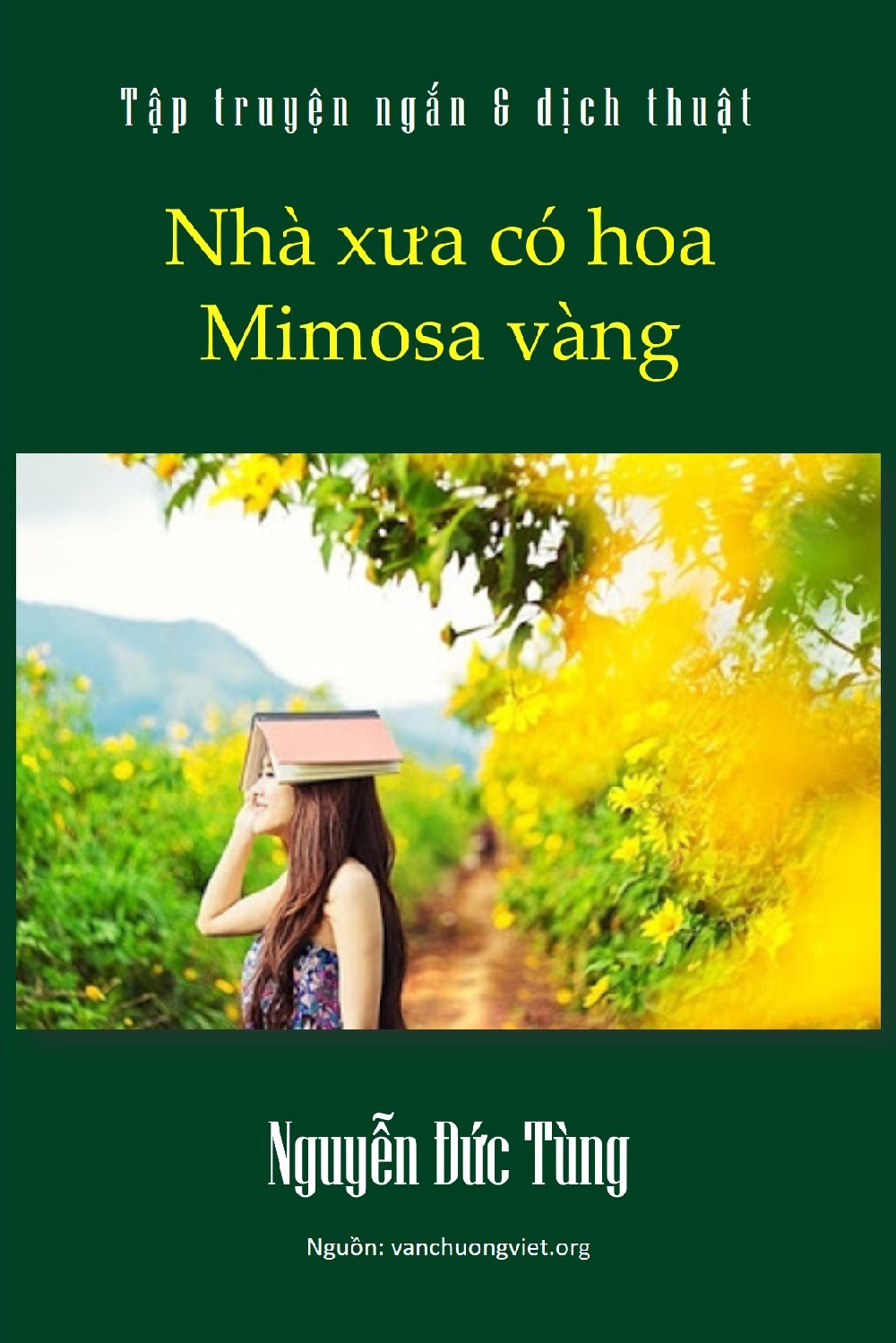 NHÀ XƯA CÓ HOA MIMOSA VÀNG