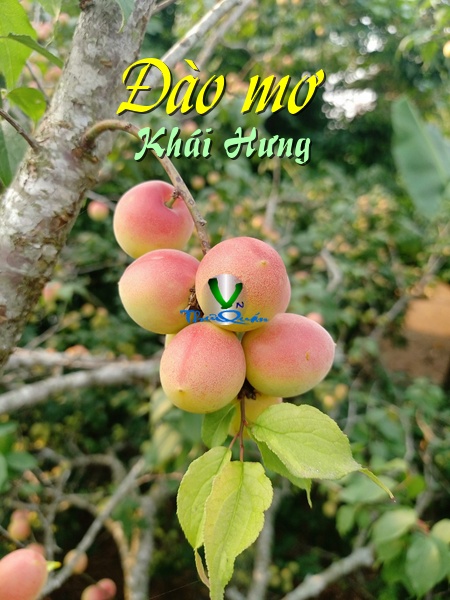 Ảnh bìa truyện