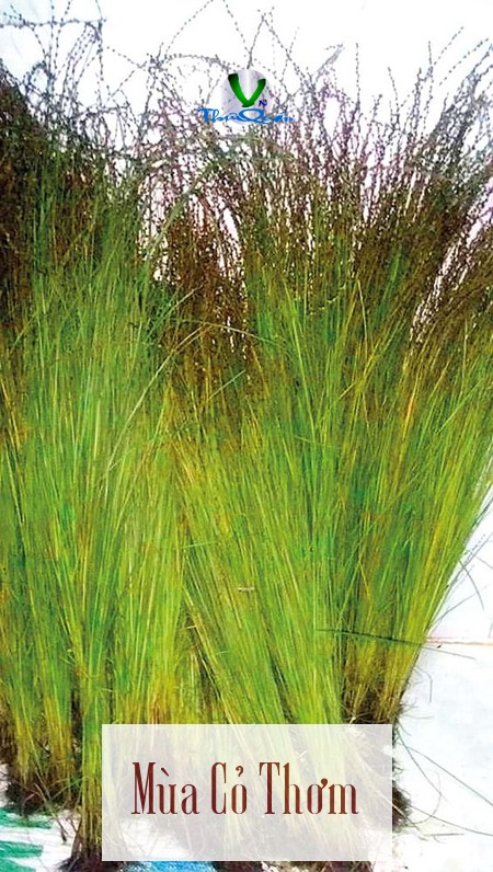 Mùa Cỏ Thơm