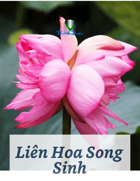 Liên Hoa Song Sinh