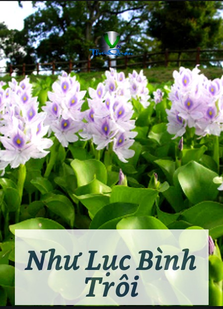 Như Lục Bình Trôi