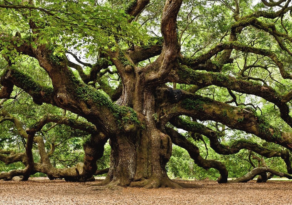 A large tree with many branches
Description automatically generated with medium confidence