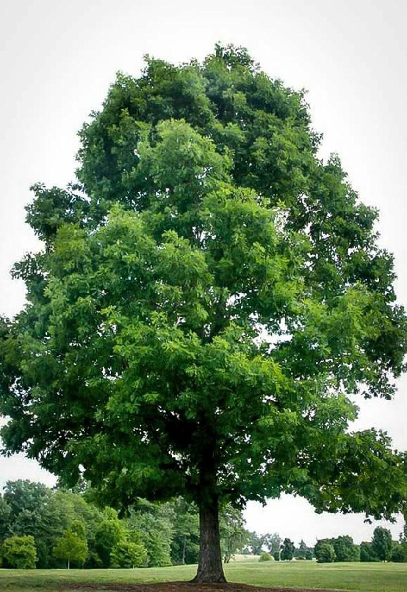 White Oak Trees For Sale | Buy Oak Shade Trees Online