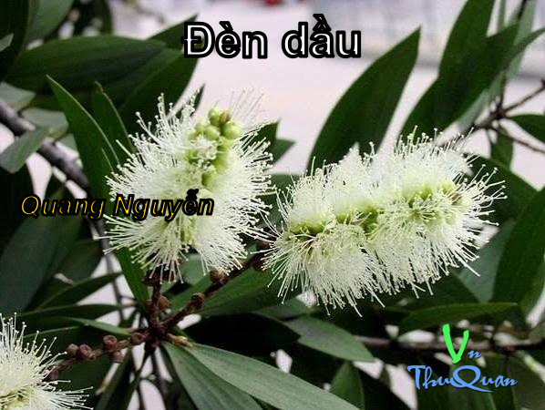 Đèn dầu