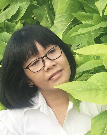 Bằng lăng tím ngát giữa cánh đồng