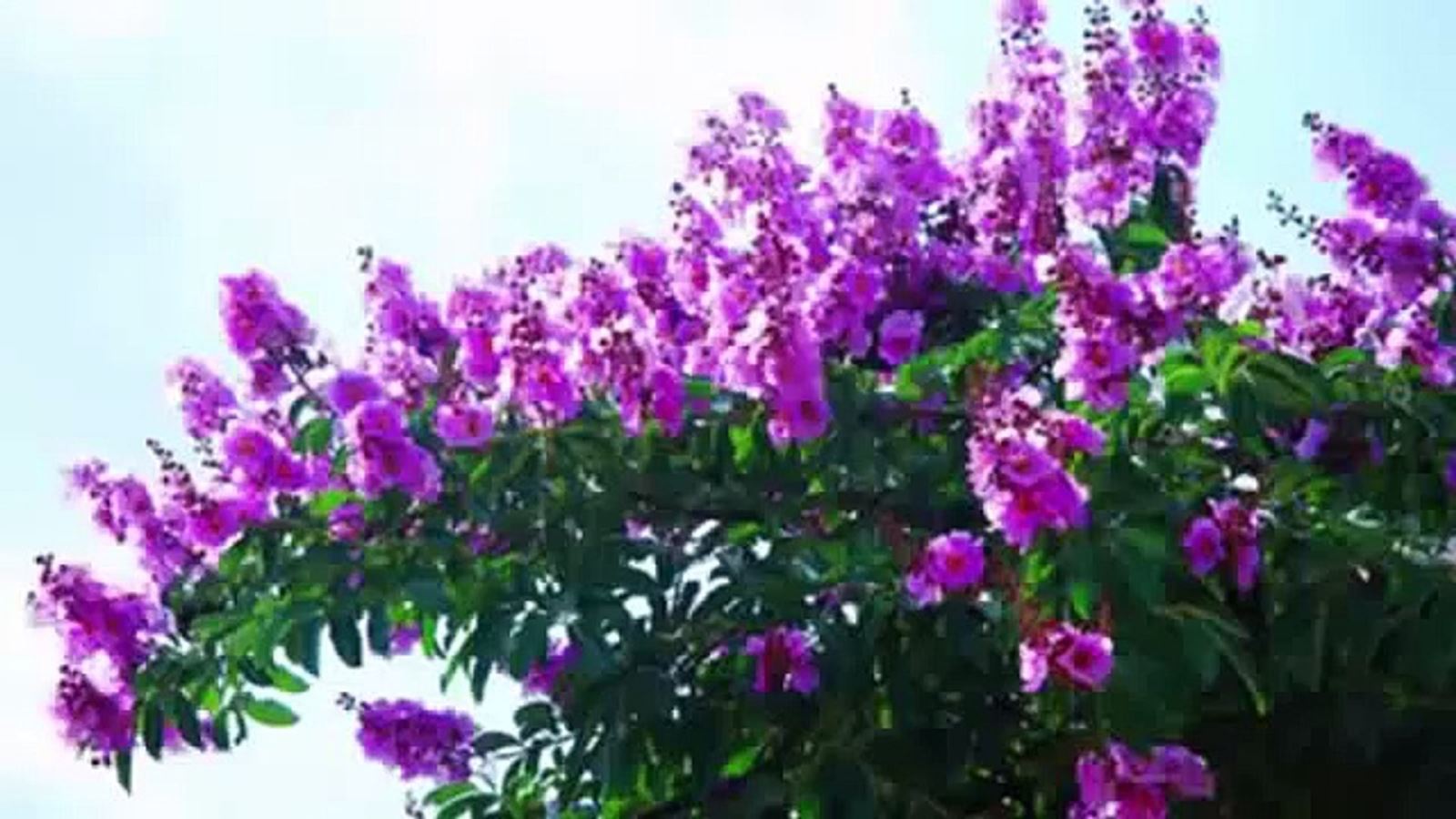 Tím Bằng Lăng