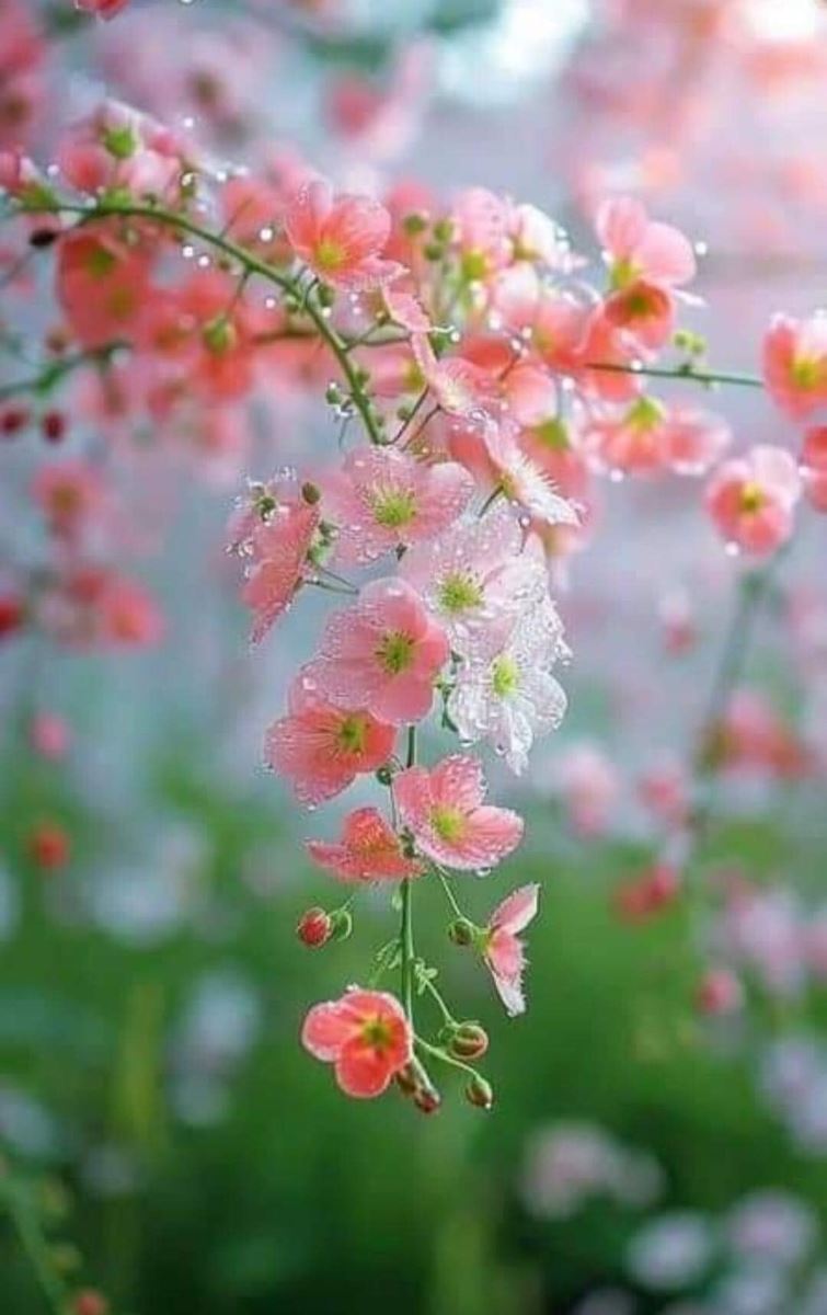 Hoa Đợi Chờ