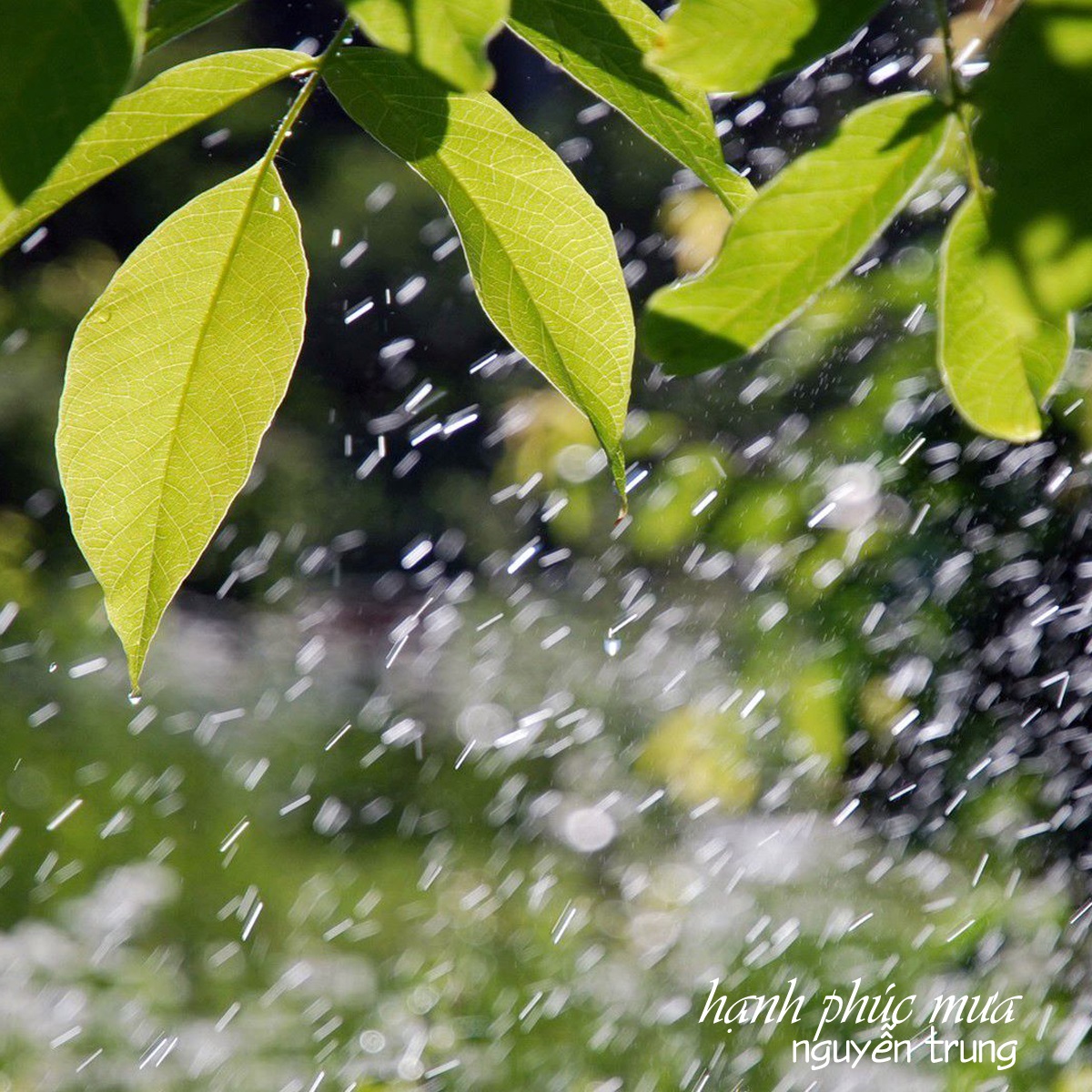 Hạnh Phúc Mưa