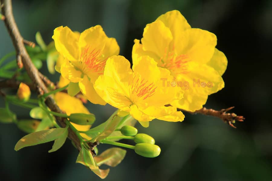 Bóng Xuân Thấp Thoáng
