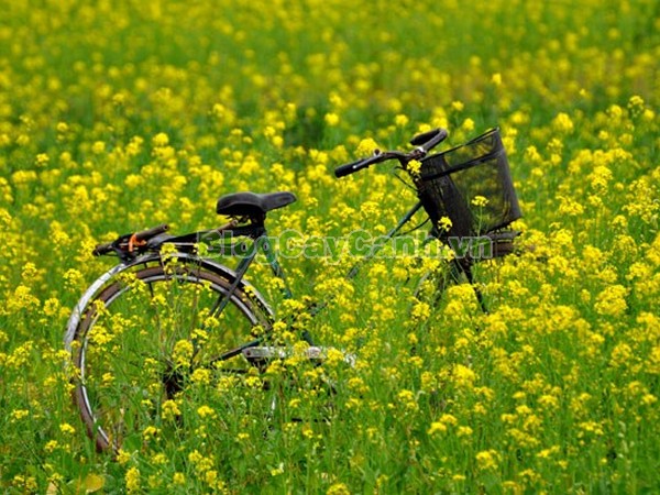 Đông Về Đã Rét Thật Rồi,
