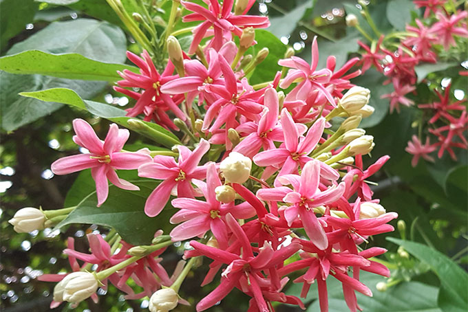 Chạng Vạng Hoa Đèn