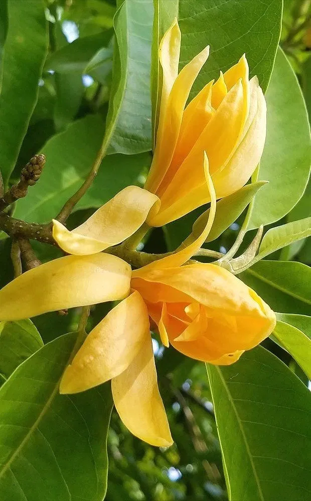 Nhớ Thương