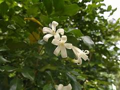 Vườn Quê Ngâu Đã Nở Chưa,