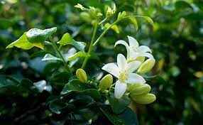 Lính Đảo Của Em