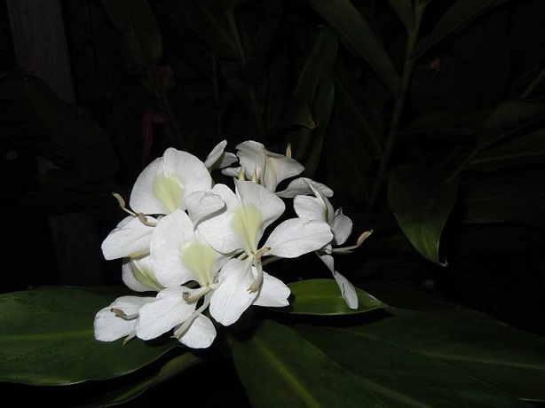  Cánh Khương Hoa*
