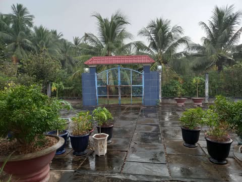 Mưa Chiều Cuối Năm