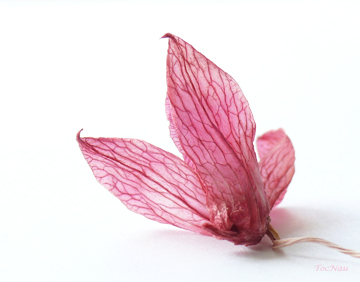Người Tặng Riêng Tôi