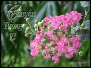 Chuyện Tường Vi 